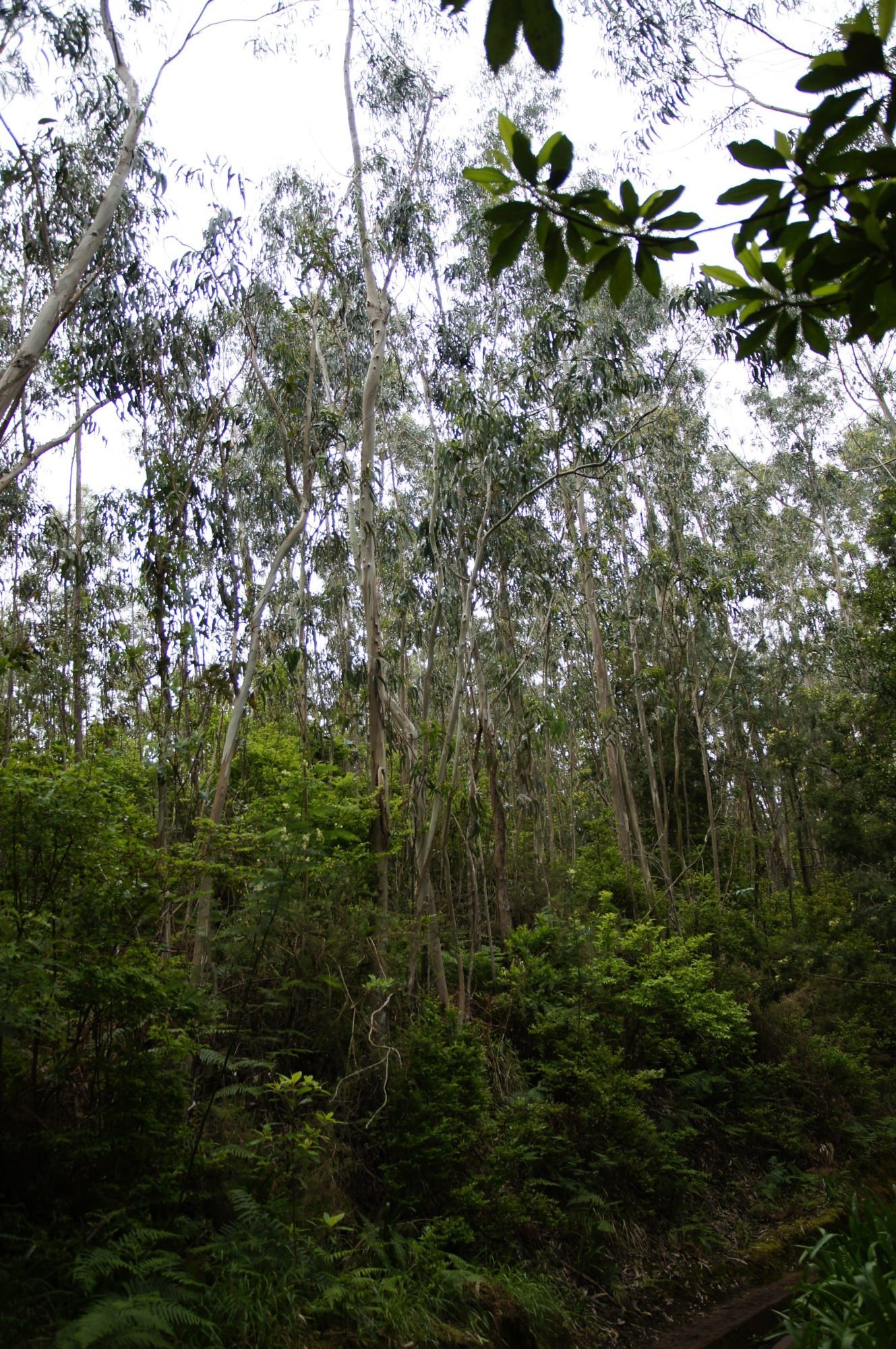 Eukalyptuswald auf Madeira