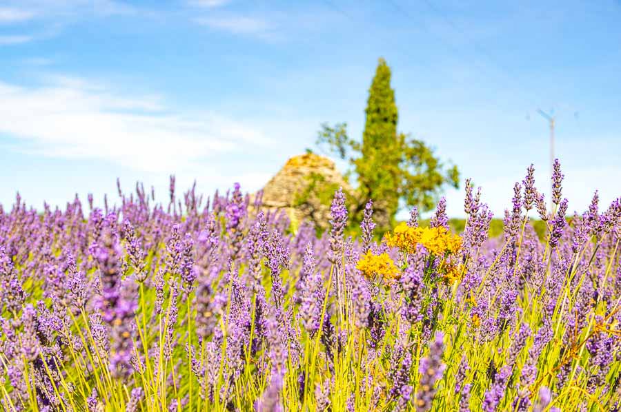 Lavendel in der Provence