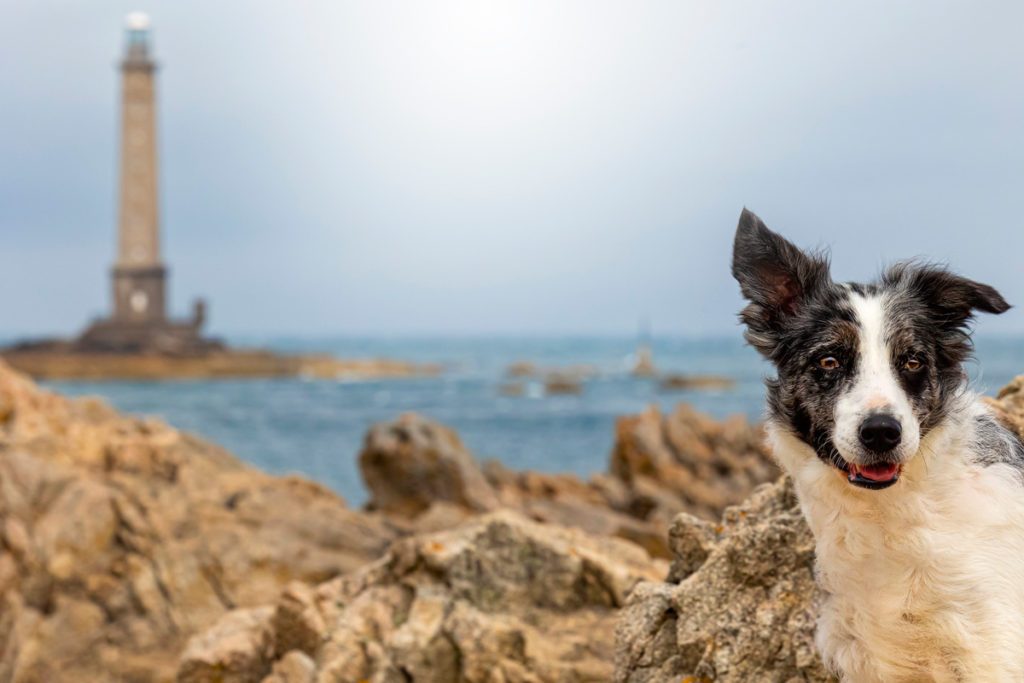 Hund, Leuchtturm und Meer