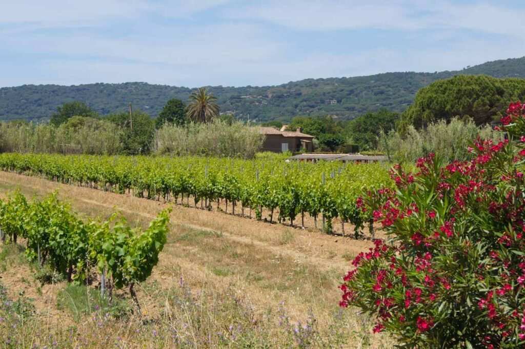 Weingut auf der Halbinsel von Saint-Tropez